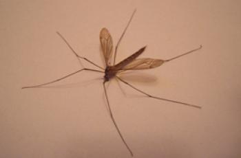 ¿En qué se diferencia un mosquito grande de uno pequeño: diferencias y peculiaridades?