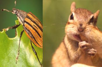 Quelle est la différence entre un insecte et un animal?