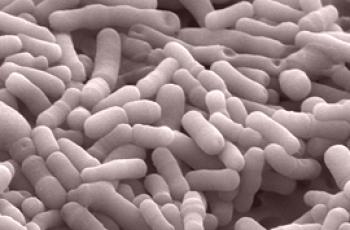 Laktobakterin i Bifidumbacternum - razlika i koristi
