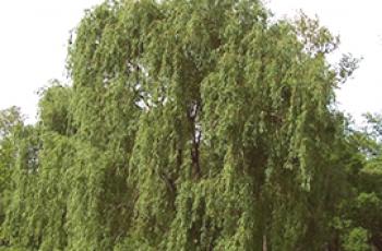 Quelle est la difference entre willow et willow?