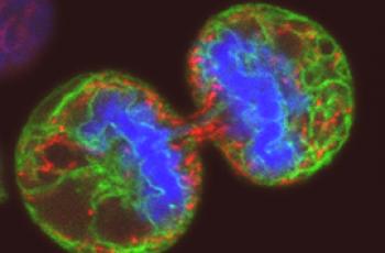 En qué se diferencia multicelular de unicelular - las diferencias principales