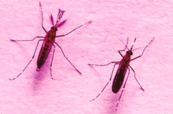 Quelle est la différence entre un moustique femelle et un mâle?