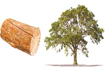Co dělá strom odlišný od log - hlavní rozdíly