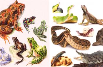 Quelle est la différence entre les amphibiens et les reptiles?