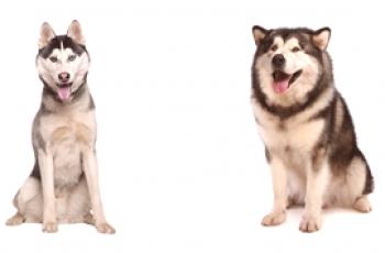 Quelle est la différence entre husky et malamute