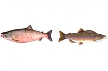 Što je bolje i korisnije od prijatelja ili ružičastog lososa?