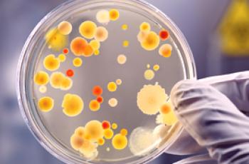 Kako se bakterije razlikuju od protozoa?