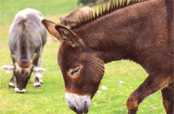 Magarac i magarac - postoji li razlika između njih?