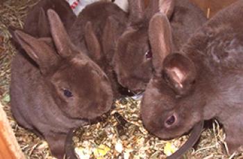 Čím lépe krmit králíky obilím nebo krmivem?