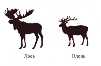 Co odlišuje losa od jelena: rysy a rozdíly