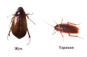 ¿Cuál es la diferencia entre una cucaracha y un insecto?