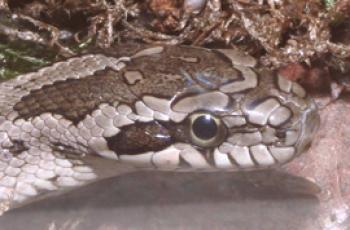 Kako se zmija razlikuje od zmije: opis i razlike