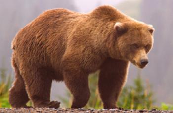 Jak se medvěd grizzly liší od medvěda hnědého?