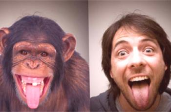 Quelle est la différence entre un homme et un singe?