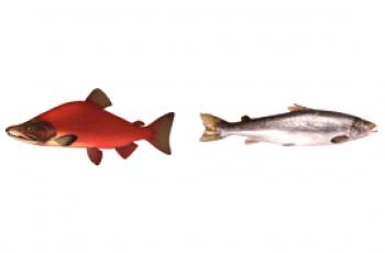 Nerka ou saumon: quelle est la différence et ce qui est mieux