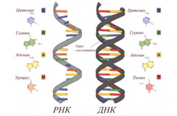 Koja je razlika između strukture DNA i RNA molekula?