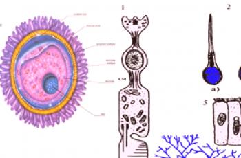 Comment les cellules germinales diffèrent-elles des cellules somatiques?