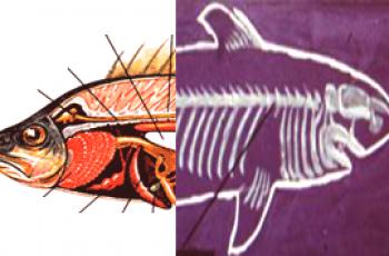 Kako se koščate ribe razlikuju od hrskavičnih - razlika i struktura