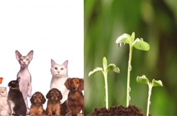 Koje su životinje različite od biljaka