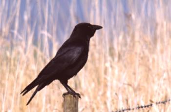 Raven a havran - jak se liší?