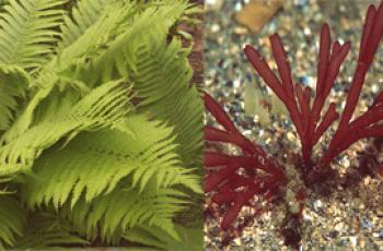¿En qué se diferencian los helechos de las algas?