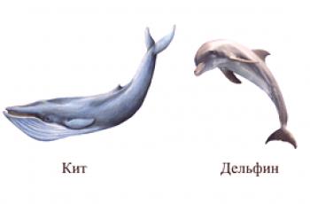 Quelle est la différence entre une baleine et un dauphin?