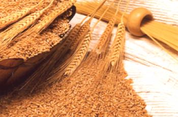 ¿Cuál es la diferencia entre las variedades de trigo blando y duro?