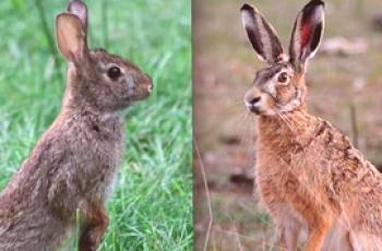 Conejos y liebres: comunes y en qué se diferencian.
