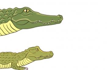 Ce qui distingue le caïman du crocodile: les caractéristiques et les différences