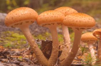 Koja je razlika između lažnih gljiva i edibla