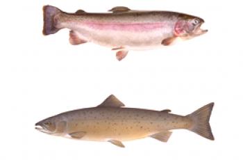 Što razlikuje losos od pastrve: značajke i razlike