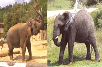 ¿Cuál es la diferencia entre un elefante indio (asiático) y un elefante africano?