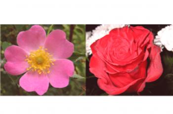 Rosa y rosa salvaje - ¿en qué se diferencian?