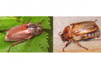 ¿Cuál es la diferencia entre el escarabajo de mayo y el escarabajo de junio?