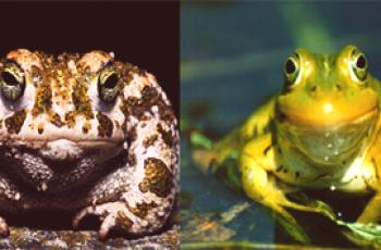 Ono što razlikuje žabu od žabe - glavne razlike