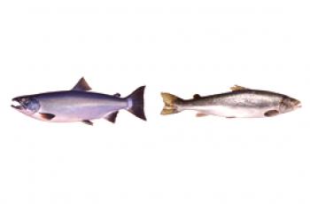 ¿Qué es mejor salmón coho o salmón?