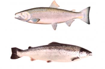 Comment le keta diffère du saumon: caractéristiques et différences