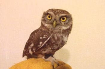 Quelle est la difference entre owl et owl - description et différences